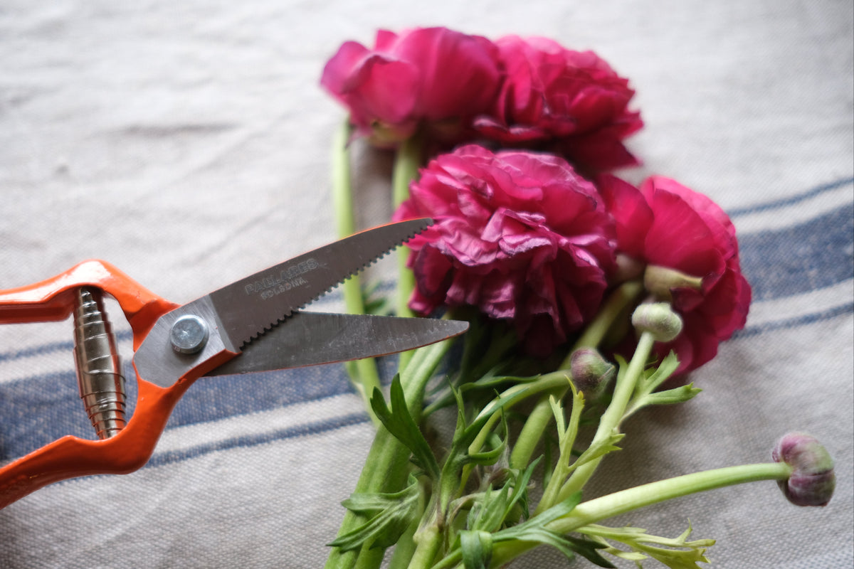Pallrès Solsona Pruning Shears ~ Vintage Straight Scissor